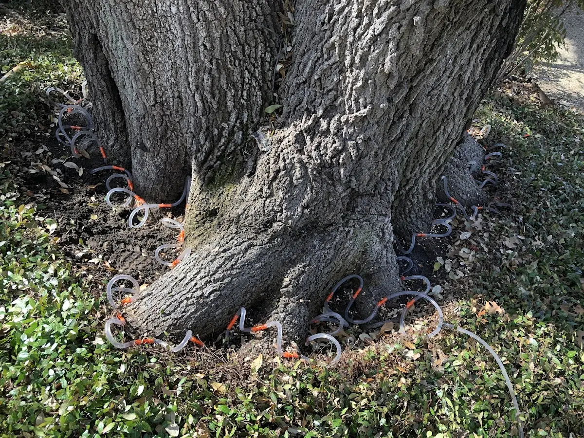 Detailed Tree Cabling and Bracing job site in Port Salerno