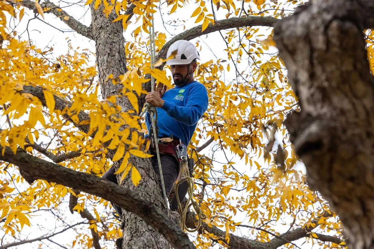 Skilled Tree Planing crew working in Port Salerno